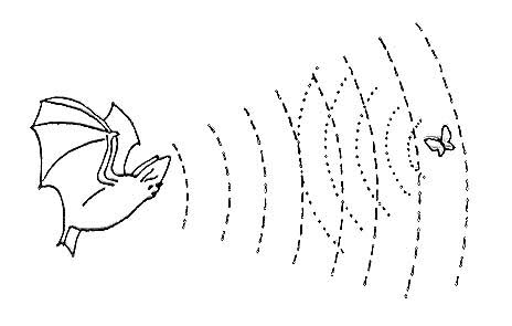 Morcego usando seu radar